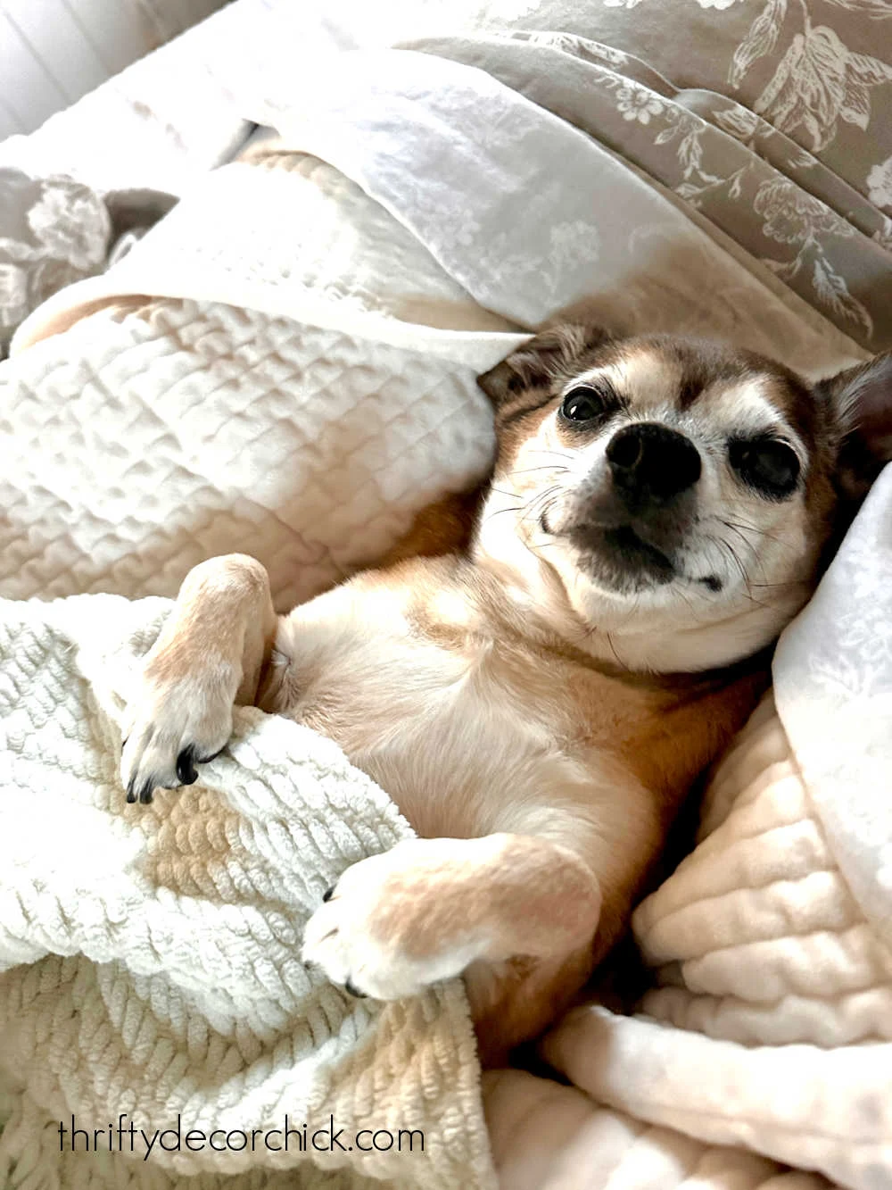 dog in blankets